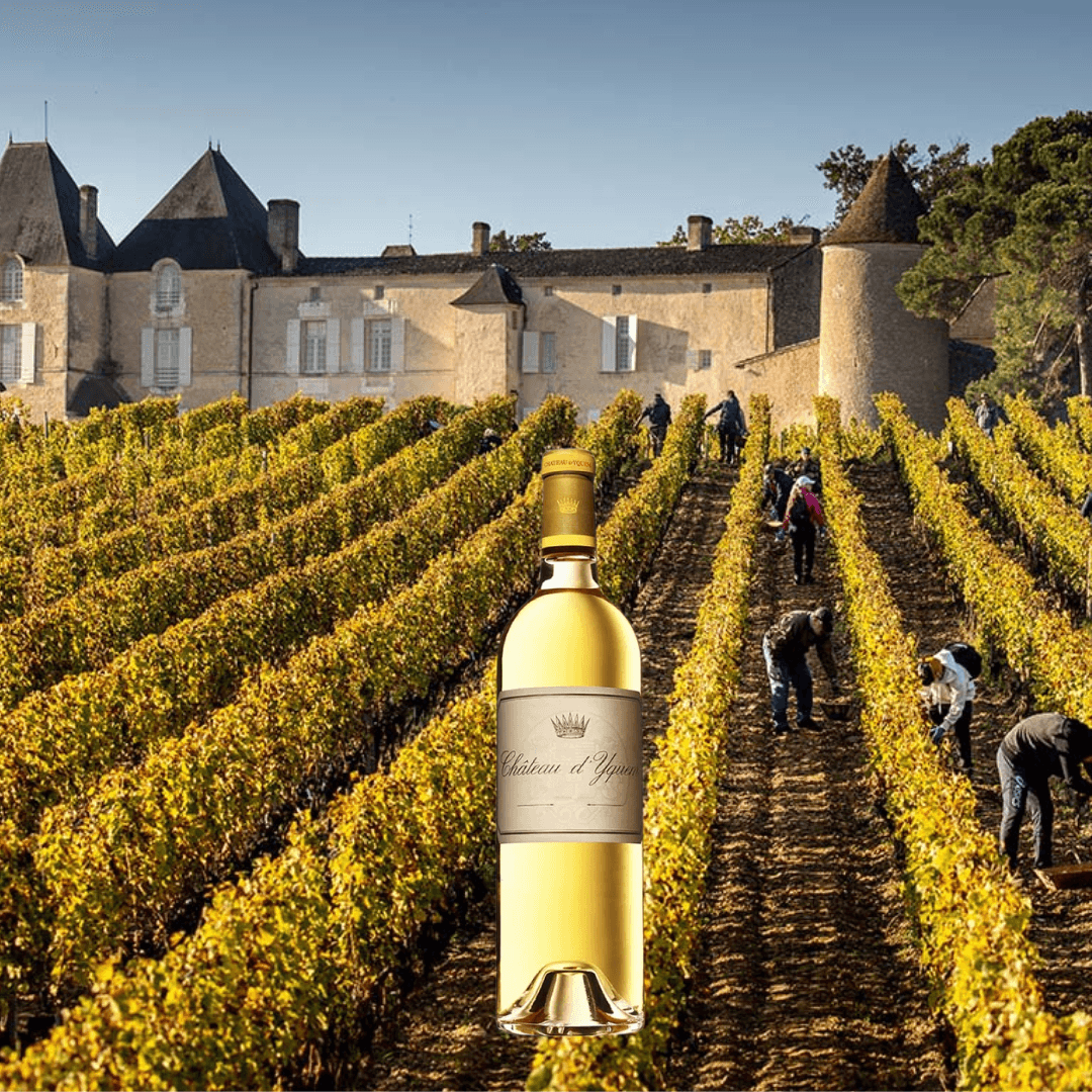 Ch. d'Yquem